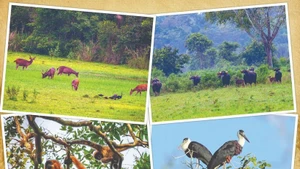 Animaux dans le Parc national de Cat Tien. Photo : VNA.