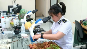 Une cadre de quarantaine végétale de Tan Thanh prélève des échantillons de litchi. Photo : NDEL.