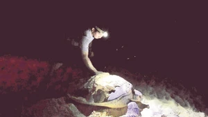Les tortues pondent exclusivement la nuit, obligeant les équipes de garde forestière à veiller sans relâche pour accompagner le processus. Photo : NDEL.