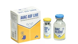 AVAC Vietnam JSC exporte le premier lot de vaccin AVAC ASF LIVE vers l'Indonésie le 9 juin. Photo : avac.com.vn