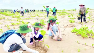 Des touristes plantent des arbres dans la zone côtière de la commune de Thanh Phong (district de Thanh Phu, province de Ben Tre). Photo : NDEL.