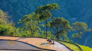 Les populations des minorités ethniques vivant dans les régions montagneuses continuent, avec une admirable persévérance, à préserver leurs coutumes, leurs traditions et leur mode de vie ancestral, malgré le rythme du développement contemporain. Photo : vietnamnet.vn 