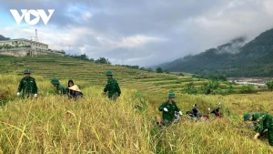 Au début du mois de novembre, lorsque le soleil automnal dore les rizières de Ten Tan, les soldats du poste de garde-frontière de la province de Thanh Hoa revêtent leurs tenues de volontaires et se mêlent aux villageois pour couper le riz. « Le samedi du volontariat » - un geste simple mais empreint d’humanité - est devenu, au fil des années, une belle tradition bien ancrée dans cette unité frontalière. Photo : VOV.