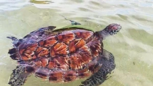 Une tortue verte (Chelonia mydas) de près de 12 kg, est relâchée le 12 août dans les eaux de l’aire marine protégée de Hon Cau. Photo : journal de Lam Dong.