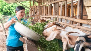 Lancé en décembre 2022, le projet a directement bénéficié à 5.260 agriculteurs, dont 60 % de femmes. Photo : VNA.
