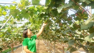 Pham Thi Huong, fondatrice de la coopérative agricole biologique Thai Binh. Photo : https://vnbusiness.vn/
