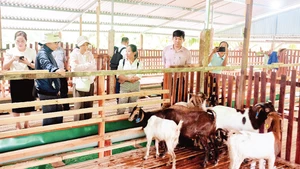 Un modèle d'élevage de chèvres pour créer des zones de matières premières associées à l'écotourisme dans la province de Khanh Hoa. Photo : NDEL.