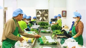 L’emballage de produits dans la coopérative de fruits et légumes de Chuc Son. Photo : hanoimoi.com.vn