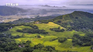 Dans le district de Mien Doi, les collines sont parsemées de champs en terrasses et d'arbres forestiers. Photo : baotintuc.vn