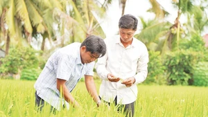 Des agriculteurs de la coopérative de services agricoles de Thang Loi dans la province de Dong Thap (au Sud du Vietnam) visitent le projet pilote de production de riz de haute qualité et à faibles émissions. Photo : NDEL.