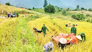 Les soldats du poste de garde-frontière de Chieng Son aident les locaux à récolter le riz. Photo : NDEL.