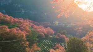 Depuis le début du mois de décembre, les cerisiers roses de la région Ô Quy Hô, dans le quartier de Sa Pa, commencent à s’épanouir. Leurs bouquets d’un rose éclatant recouvrent les pentes des collines, se mêlant aux plantations de thé et aux versants montagneux embrumés, créant un paysage lumineux sur tout un pan du ciel. Photo : tienphong.vn 
