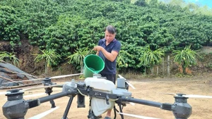 Pham Van Vuong a réalisé d'importantes économies sur ses coûts de main-d'œuvre en utilisant des drones pour la culture du café. Photo : nld.com.vn