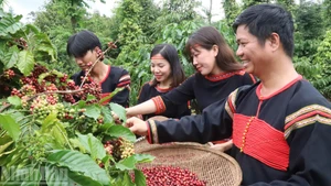 Grâce à la culture du café, les agriculteurs de la province de Dak Lak bénéficient d'une vie de plus en plus prospère. Photo : NDEL.