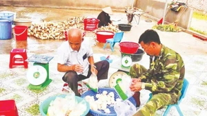 Les pousses de bambou produites par la coopérative Ngoc Chau dans la commune de Ngoc Thien, province de Bac Ninh, aident des locaux à sortir de la pauvreté. Photo : NDEL.