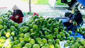 Les pamplemousses à l'exportation. Photo: VNA