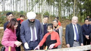 Le ministre canadien du Développement international, Randeep Sarai, découvre l’exploitation de produits issus du cannelier à Lào Cai, le 7 janvier 2026. Photo: baolaocai.vn