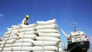 Le Vietnam pourrait exporter un volume estimé à 7,73 millions de tonnes de riz en 2026. Photo : VGP