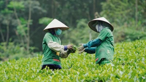 En janvier 2026, le Vietnam a exporté 12 390 tonnes de thé, soit une progression respective de 28 % par rapport à la même période de 2025. Photo : congthuong.vn
