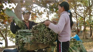 À cette période de l'année lunaire, le village artisanal de banh chung (gâteaux de riz gluant carrés traditionnellement préparés pour le Têt) de Tranh Khuc, en périphérie de Hanoï, est plus animé que jamais. Des camions chargés de feuilles de dong, de haricots, de riz et de gâteaux finis y entrent et en sortent tout au long de la journée. Photo : VOV