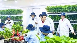 Des experts technologiques israéliens coopèrent avec des entreprises vietnamiennes pour développer des applications technologiques dans l'agriculture. Photo : baogialai.com.vn