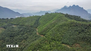 Le Vietnam recevra 5 millions de dollars entre septembre et octobre, provenant du transfert supplémentaire d'un million de tonnes de CO2 à la Banque mondiale. Photo : VNA.