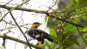 L’un des rares yểng (Gracula religiosa) capturé par un piège photographique dans la réserve naturelle de Dakrông. Photo : VNA