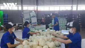 Des noix de coco emballées pour exporter vers la Chine. Photo : VOV