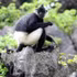 Des recensements récents indiquent que le pays abrite entre 562 et 570 langurs de Delacour répartis en 81 à 82 groupes, dont environ 95% sont concentrés dans la province de Ninh Binh. 