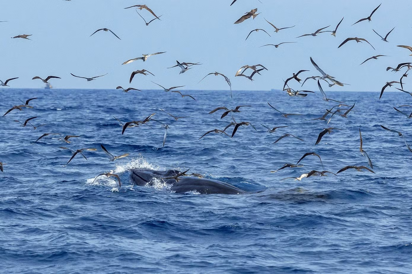 baleine-3.jpg