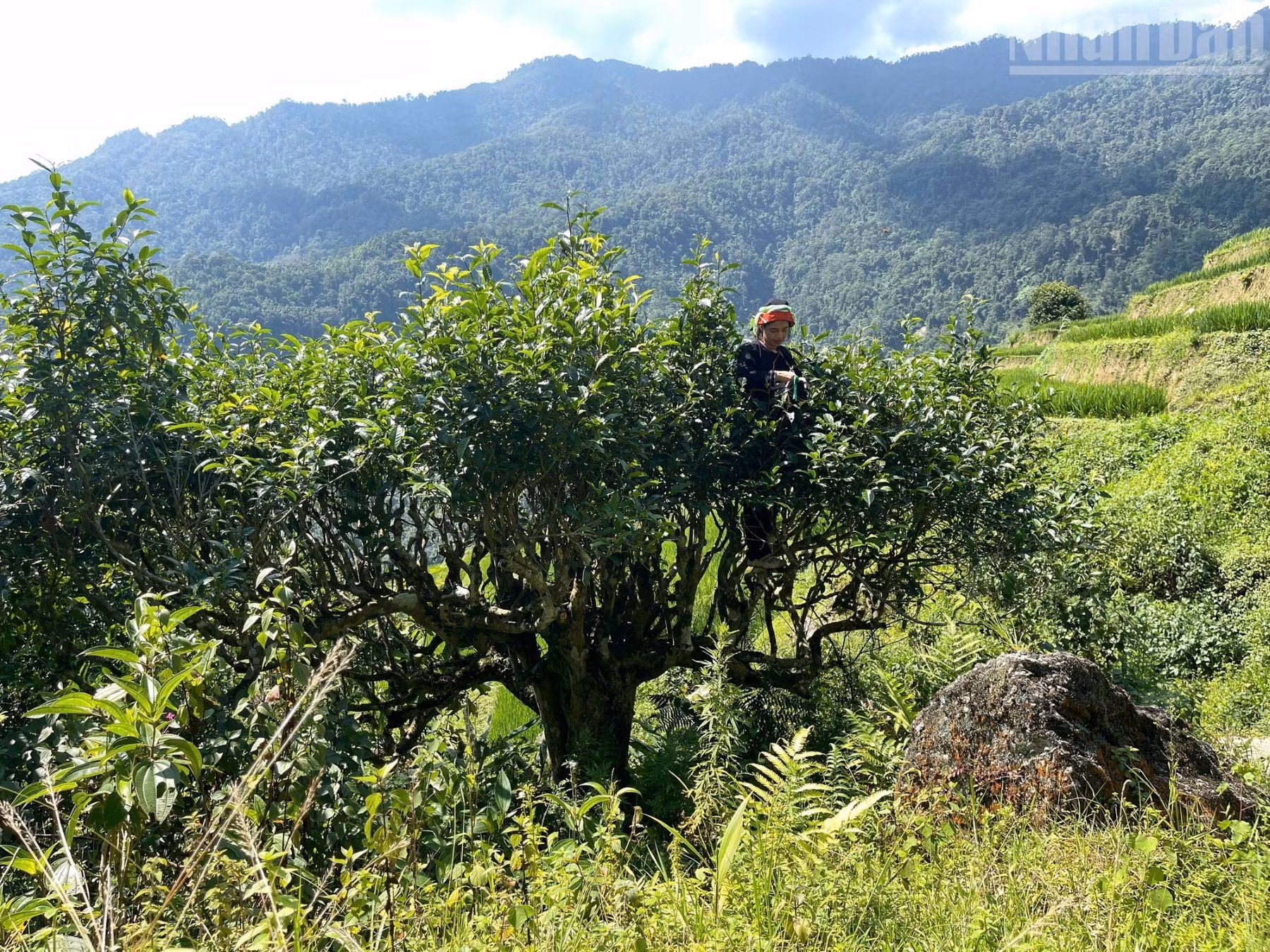 À Cao Bo, les théiers Shan Tuyet prennent la forme de grands arbres aux troncs robustes, obligeant les cueilleurs à grimper dans les branches pour récolter, à la main, les jeunes pousses.