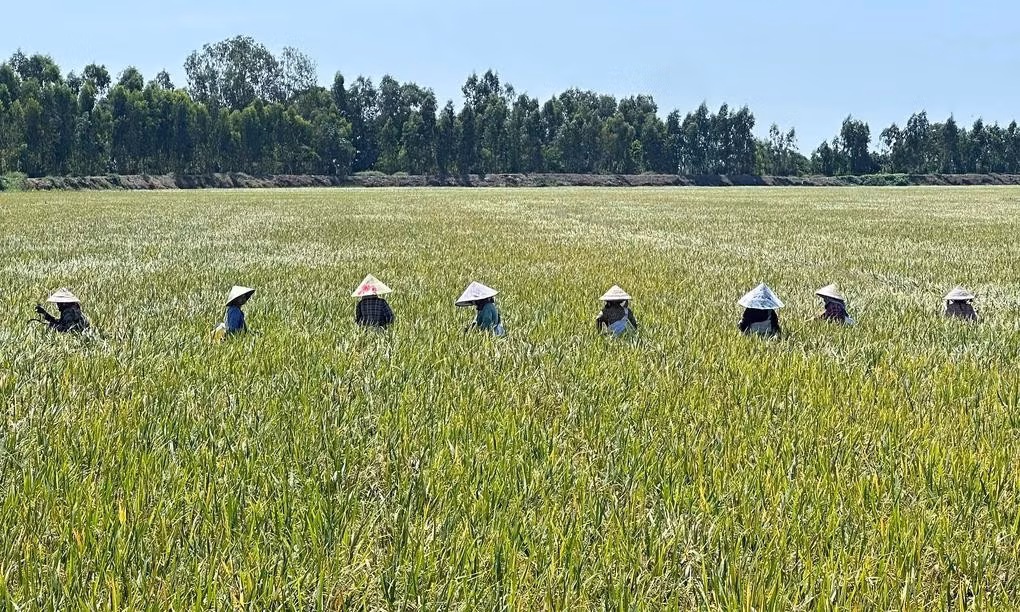 Une rizière cultivée selon des pratiques agricoles à faibles émissions à Dong Thap. Photo : Vnexpress.