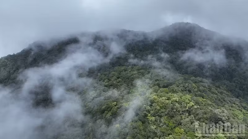 Le parc national de Phuoc Binh, avec son écosystème forestier d'altitude frais et humide, joue un rôle crucial en tant que corridor biologique important.