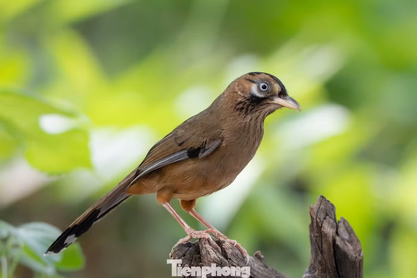 Son apparition au cœur de Hanoï est donc considérée comme un phénomène biologique particulièrement rare.