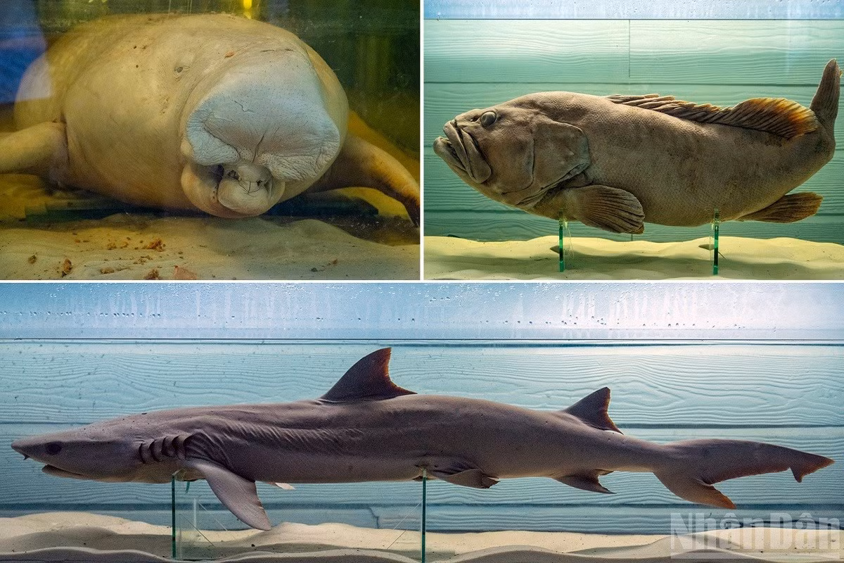 dugong.jpg