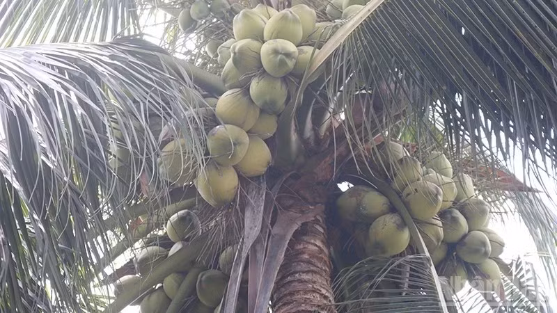 coconut-2.jpg