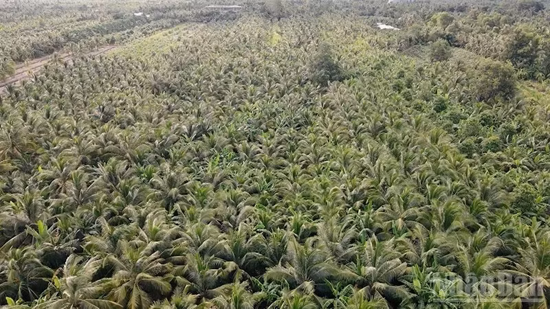 coconut-3.jpg