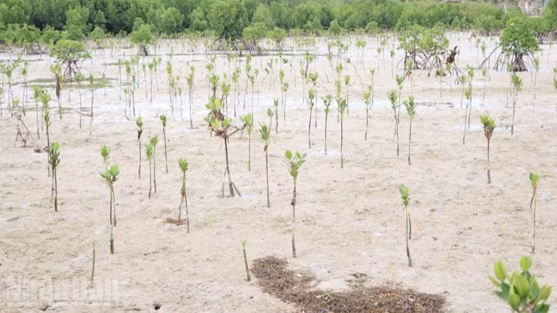 La mangrove de la commune de Vinh Hai s’étend et prospère, contribuant à faire émerger un écosystème riche en biodiversité et porteur d’un avenir durable pour la réserve de biosphère mondiale de Nui Chua.