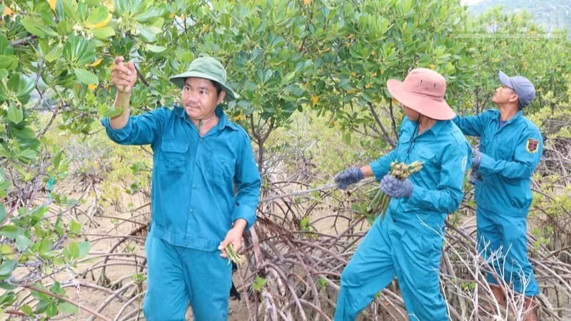 vinh-hai.jpg