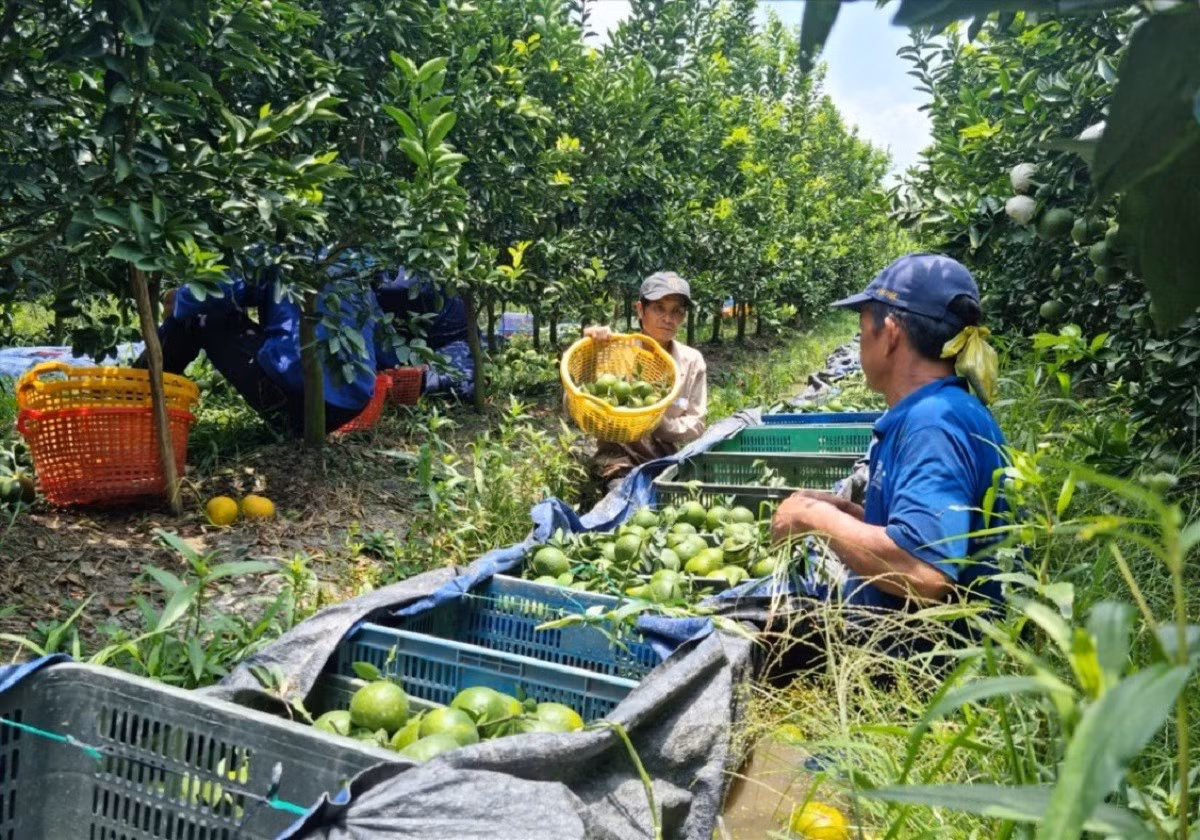 orange-vinh-long-laodong.jpg