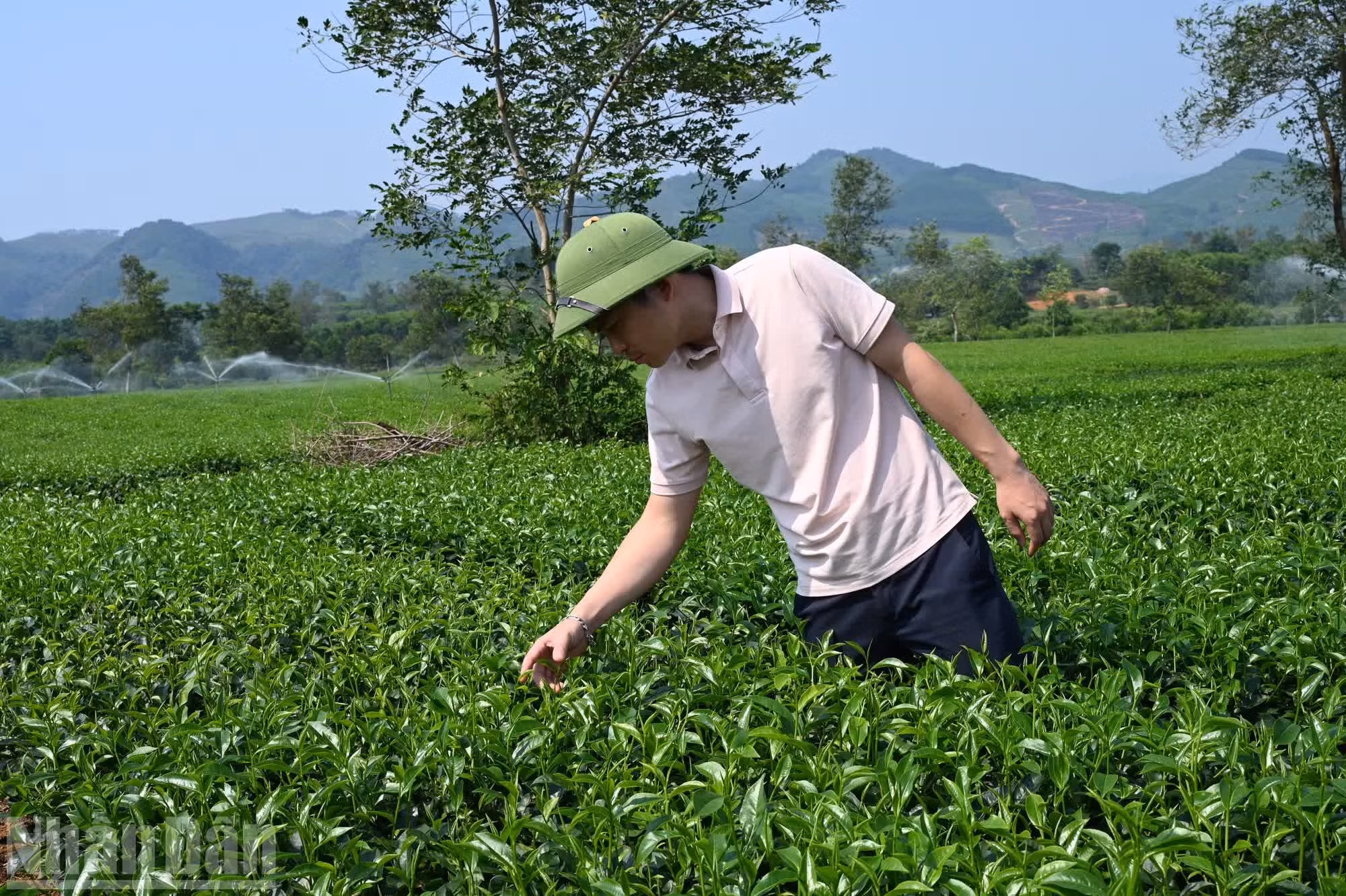 Les habitants ont adapté leurs horaires de travail dans les champs et activé les systèmes d’irrigation afin de rafraîchir les cultures et de maintenir l’humidité des sols, garantissant ainsi les rendements de la saison.