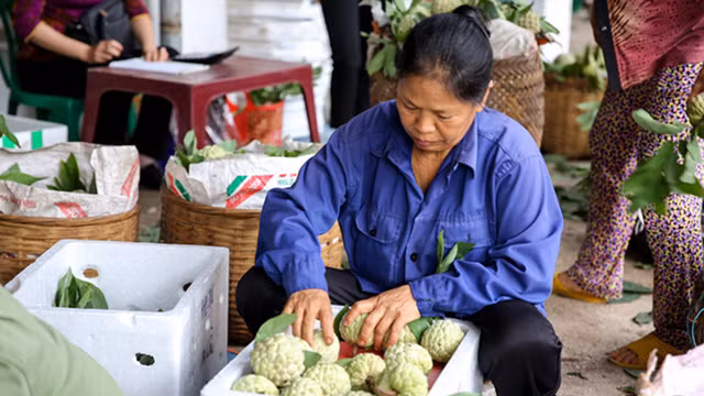 Lang Son: Plein d’animation sur le marché des pommes cannelles le plus grand du pays ảnh 7