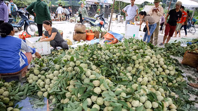 Lang Son: Plein d’animation sur le marché des pommes cannelles le plus grand du pays ảnh 8