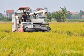 Dans une rizière au Vietnam. Photo : Congthuong.