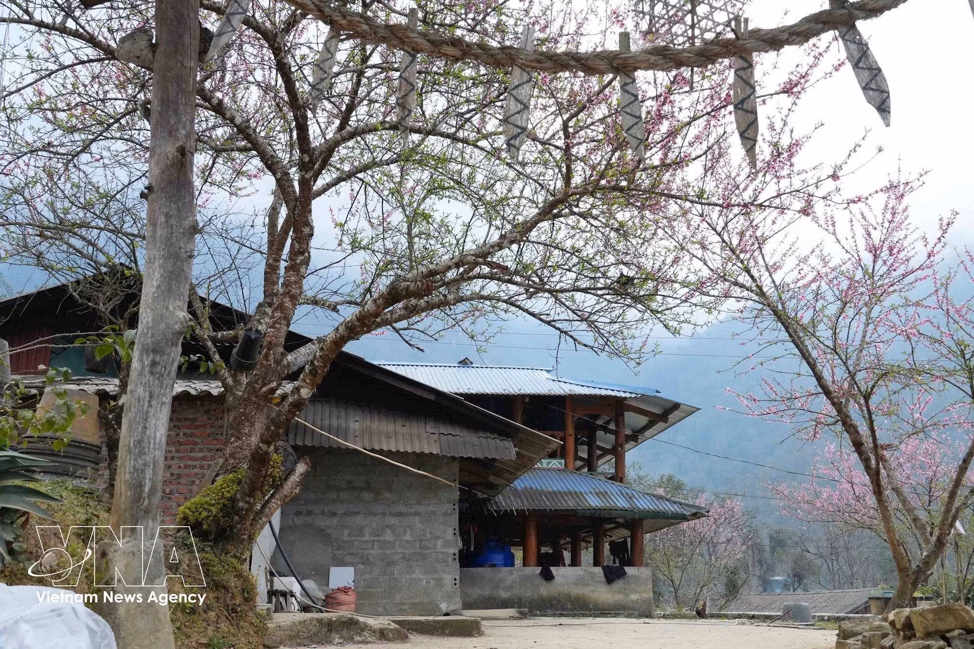 Les fleurs de pêcher s'épanouissent dans les homestays de Sin Suoi Ho. Photo : VNA.