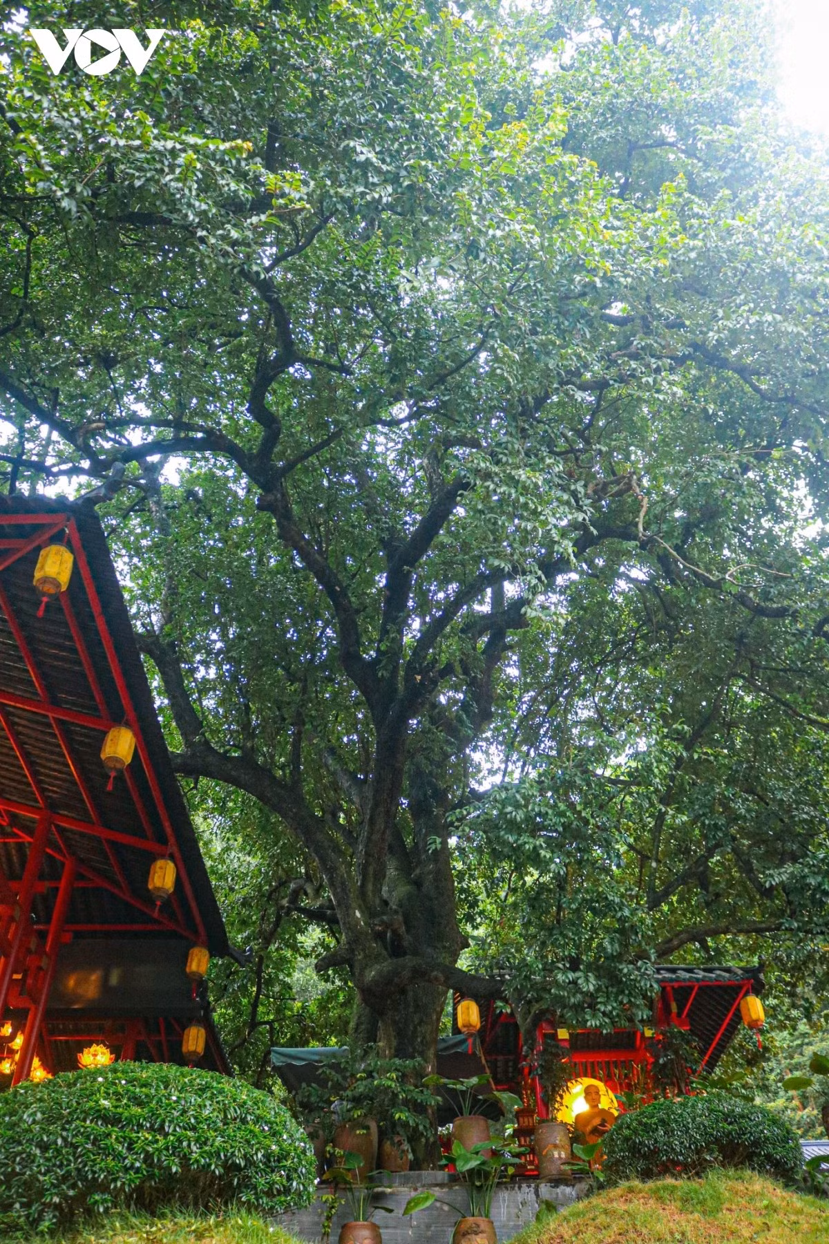 À travers le temps, le temple a changé, mais l’arbre est resté robuste, couvert d’un feuillage dense et verdoyant. Depuis le pied de la montagne, se détache la statue du Bodhisattva Quan The Am, haute de six mètres et sculptée dans le granit, implantée sur une colline.