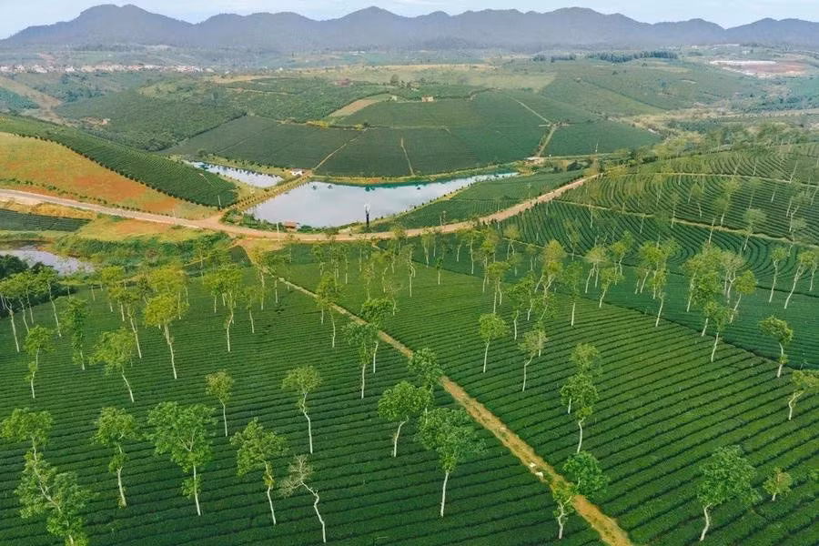 Les collines de thé de Phuoc Lac déroulent leurs nuances de vert à perte de vue.