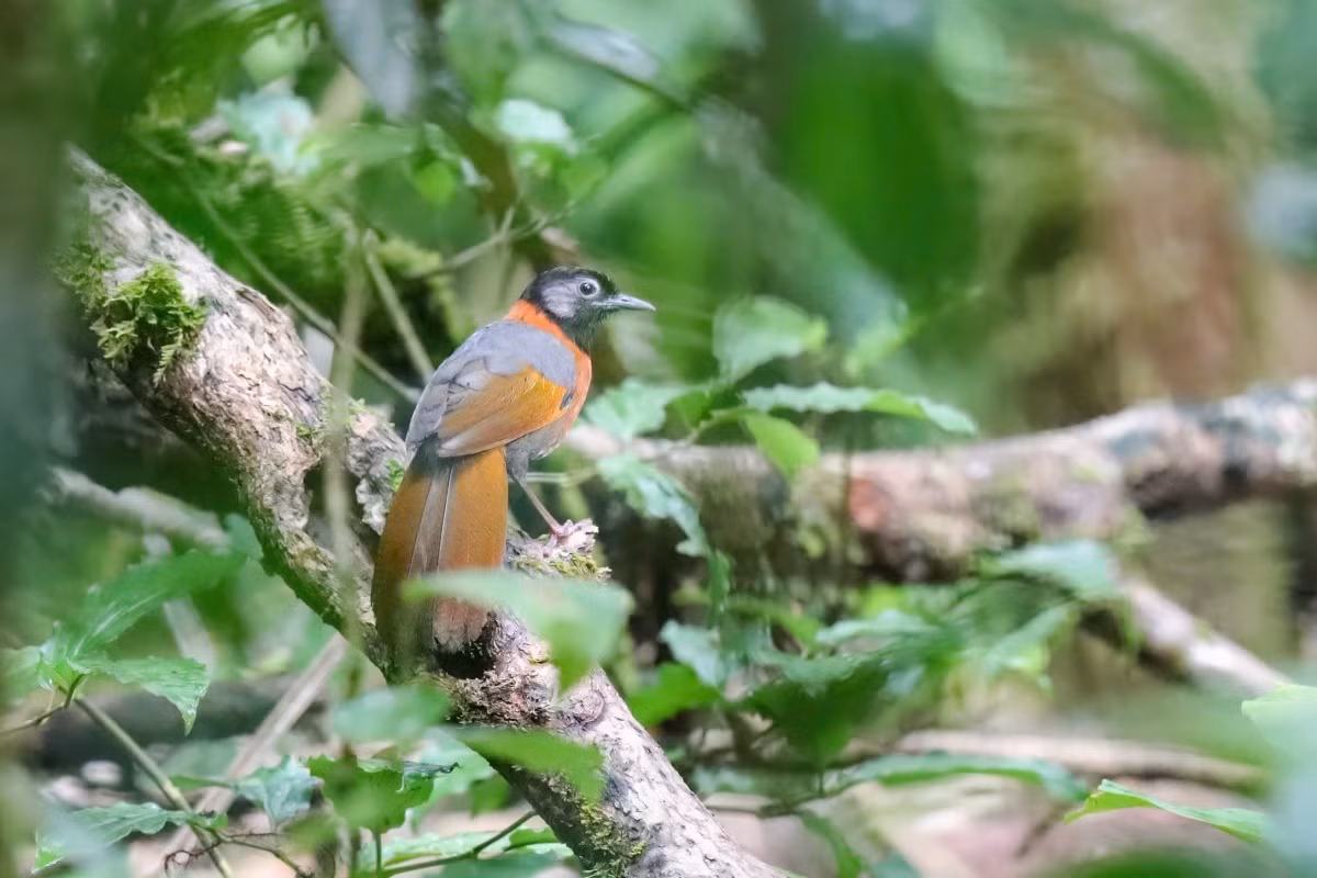 Prix de la plus belle photographie d’un oiseau endémique : « Khuou dau den ma xam – Collared Laughingthrush », du photographe Bui Thanh Trung, de Ho Chi Minh-Ville
