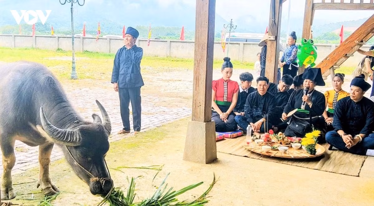 Outre les cérémonies et les activités culturelles, les Thai perpétuent également un rituel original consacré à l'esprit du buffle, exprimant le souhait de voir ces animaux rester en bonne santé et contribuer efficacement aux travaux agricoles, étroitement liés à la vie des populations locales.
