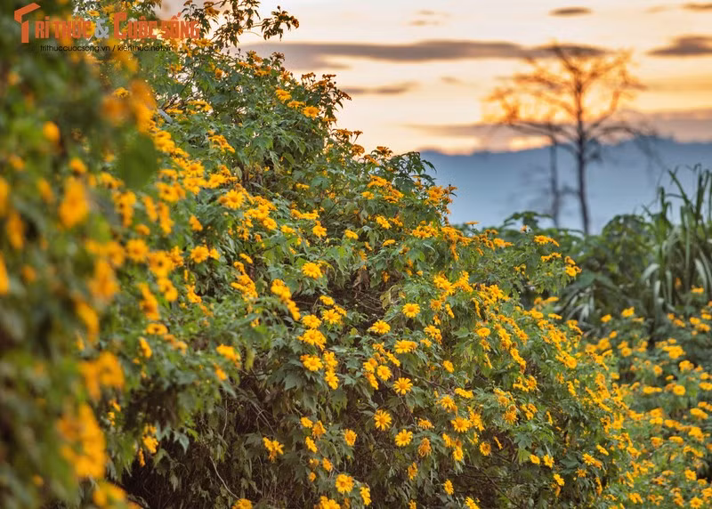 Les derniers jours de l’année, la couleur jaune des tournesols sauvages à Tu Mo Rông crée un tableau naturel unique qui séduit tous les visiteurs.